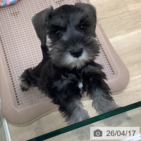 ミニチュア・シュナウザーの写真