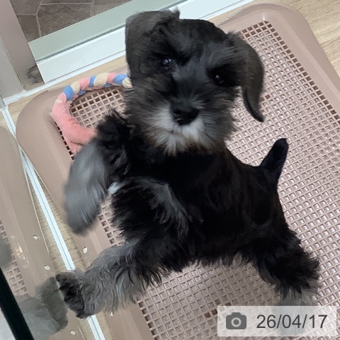 ミニチュア・シュナウザーの写真