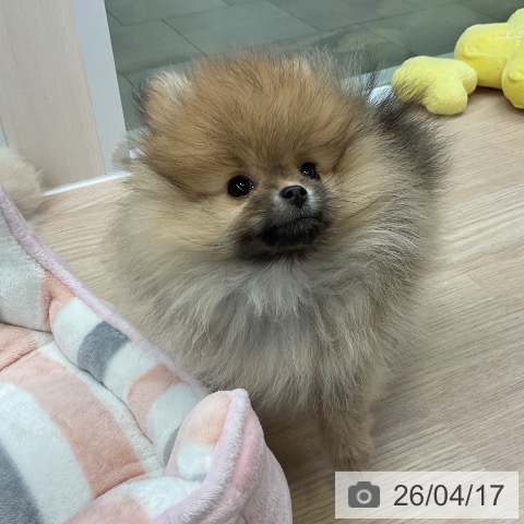 京都府のポメラニアン (ペットプラス 久御山店/2026年2月12日生まれ/女の子/オレンジ)の子犬の4枚目の画像