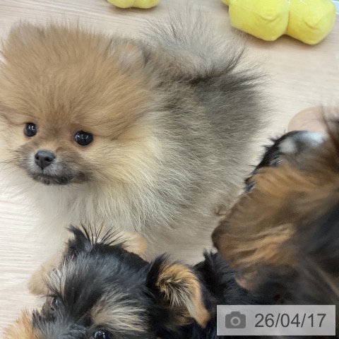 京都府のポメラニアン (ペットプラス 久御山店/2026年2月12日生まれ/女の子/オレンジ)の子犬の3枚目の画像