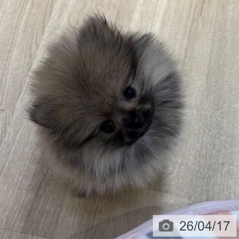 大阪府のポメラニアン (ペットプラス イオン大日店/2026年2月12日生まれ/女の子/オレンジ)の子犬の4枚目の画像