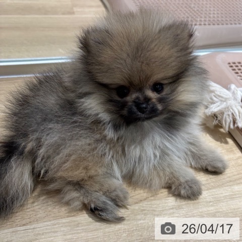 大阪府のポメラニアン (ペットプラス イオン大日店/2026年2月12日生まれ/女の子/オレンジ)の子犬の3枚目の画像