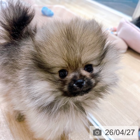 大阪府のポメラニアン (ペットプラス イオン大日店/2026年2月12日生まれ/女の子/オレンジ)の子犬の3枚目の画像