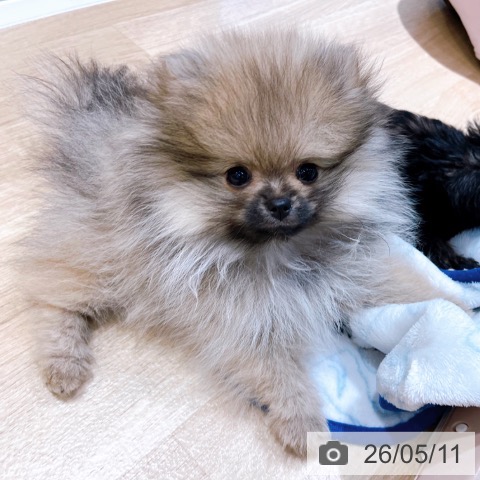 大阪府のポメラニアン (ペットプラス イオン大日店/2026年2月12日生まれ/女の子/オレンジ)の子犬の4枚目の画像
