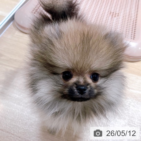 大阪府のポメラニアン (ペットプラス イオン大日店/2026年2月12日生まれ/女の子/オレンジ)の子犬の3枚目の画像