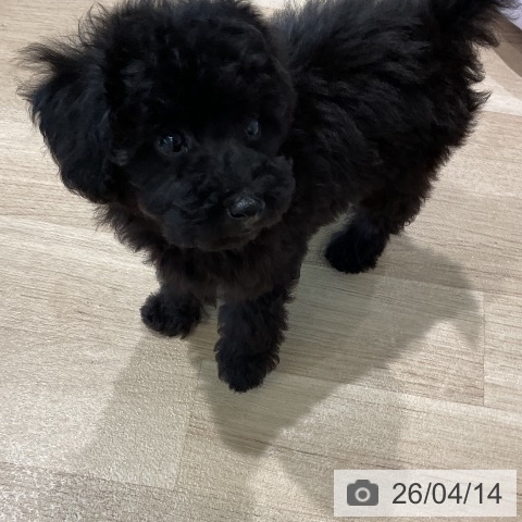 トイ・プードルの写真