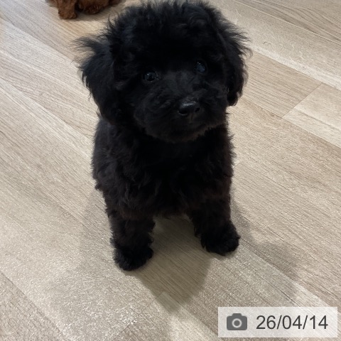 トイ・プードルの写真