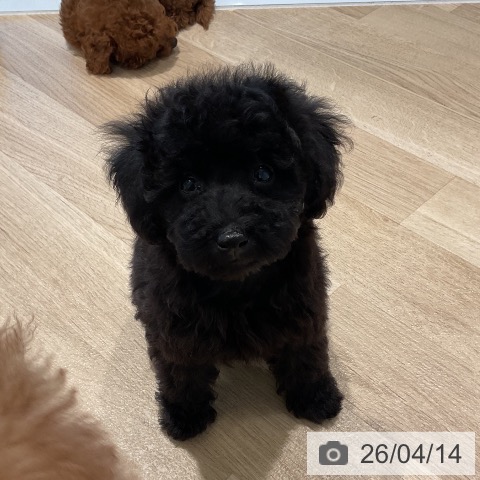 トイ・プードルの写真