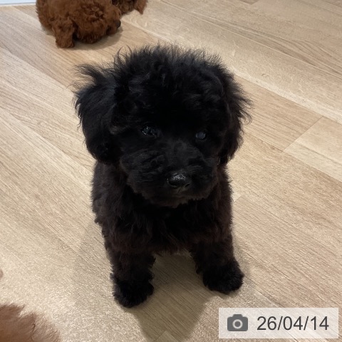 トイ・プードルの写真