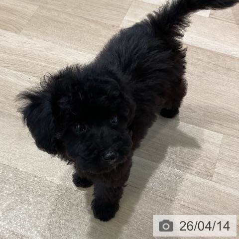 トイ・プードルの写真