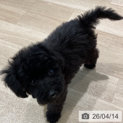 トイ・プードルの写真