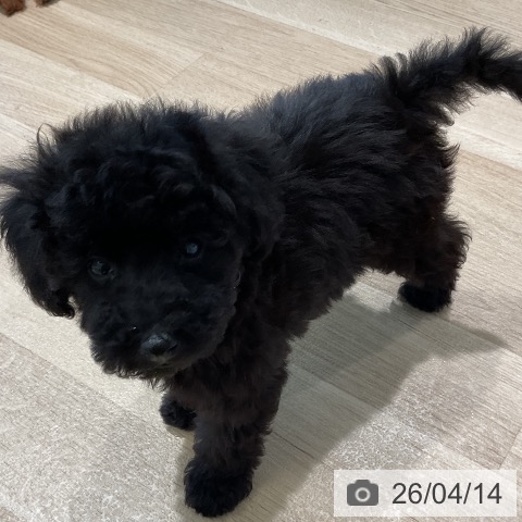 トイ・プードルの写真