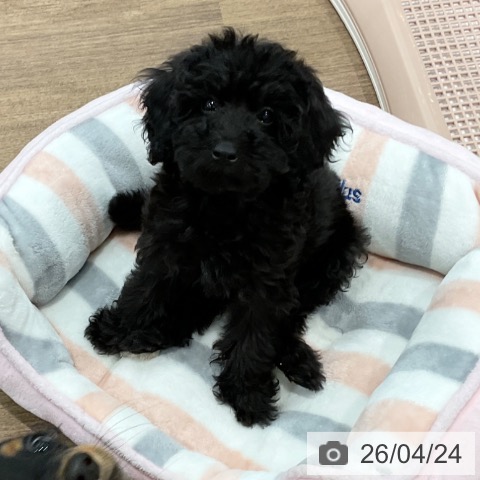 愛知県のトイプードル(トイ) (ペッツワン 東海店/2026年2月12日生まれ/女の子/ブラック)の子犬の3枚目の画像