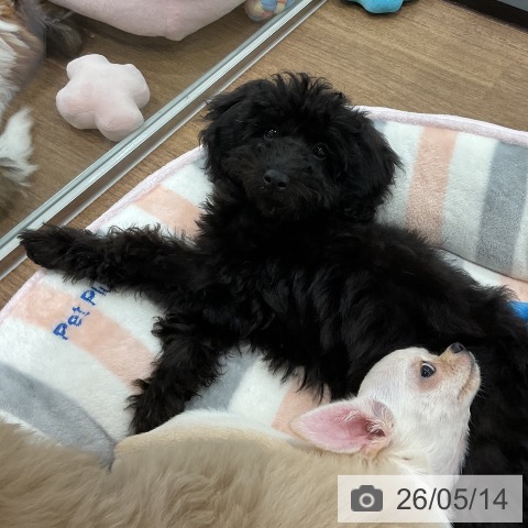 愛知県のトイプードル(トイ) (ペッツワン 東海店/2026年2月12日生まれ/女の子/ブラック)の子犬の4枚目の画像