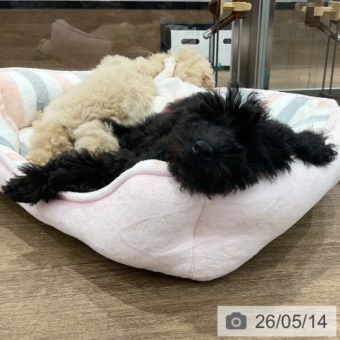 愛知県のトイプードル(トイ) (ペッツワン 東海店/2026年2月12日生まれ/女の子/ブラック)の子犬の3枚目の画像