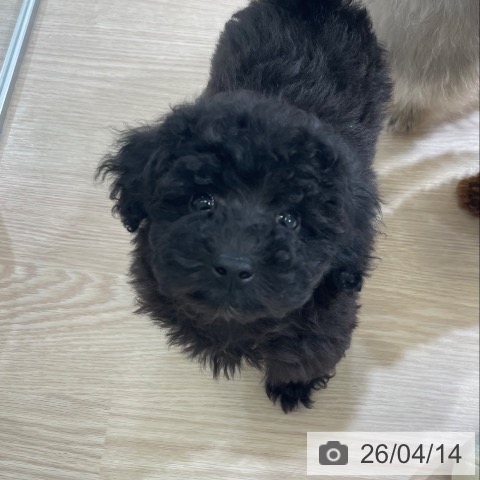 トイ・プードルの写真