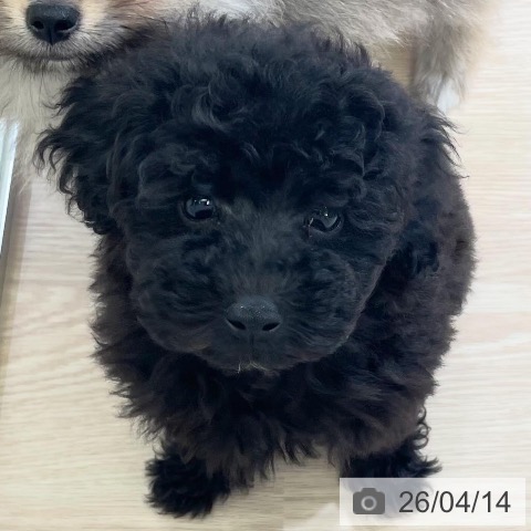 トイ・プードルの写真