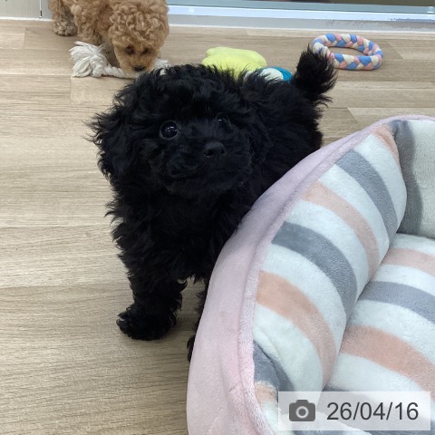 愛知県のトイプードル(トイ) (ペットプラス mozoワンダーシティ店/2026年2月11日生まれ/男の子/ブラック)の子犬の4枚目の画像