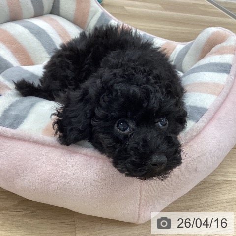 愛知県のトイプードル(トイ) (ペットプラス mozoワンダーシティ店/2026年2月11日生まれ/男の子/ブラック)の子犬の3枚目の画像