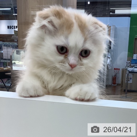 スコティッシュフォールドの写真