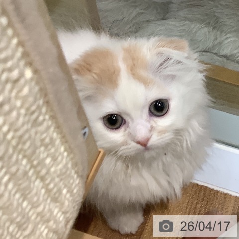 スコティッシュフォールドの写真