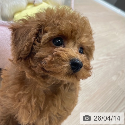 トイ・プードルの写真