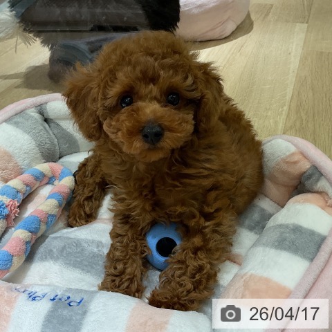 愛知県のトイプードル(トイ) (ペットプラス 三好店/2026年2月10日生まれ/男の子/レッド)の子犬の4枚目の画像