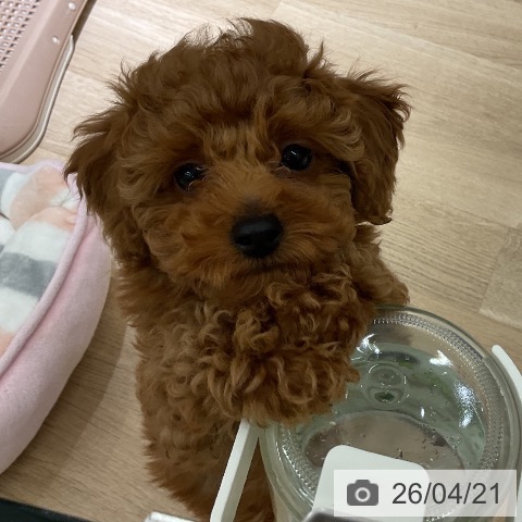 愛知県のトイプードル(トイ) (ペットプラス 三好店/2026年2月10日生まれ/男の子/レッド)の子犬の3枚目の画像