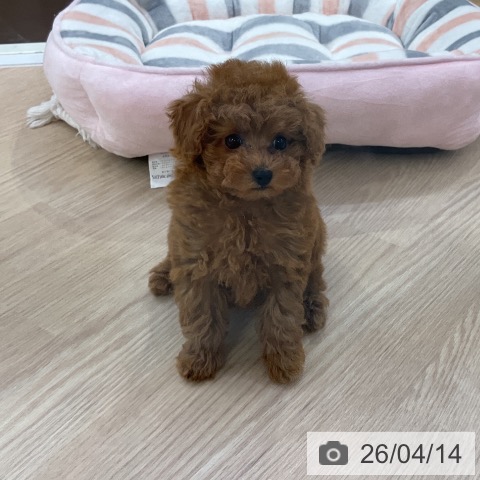 トイ・プードルの写真