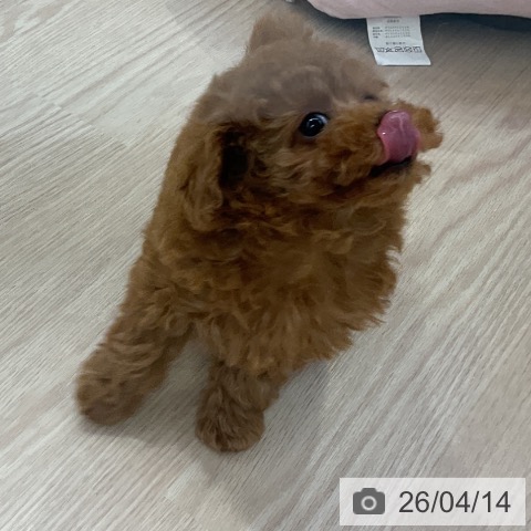 トイ・プードルの写真