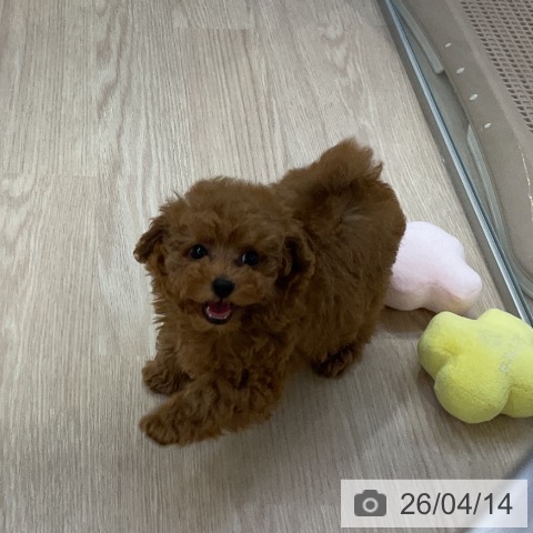 トイ・プードルの写真