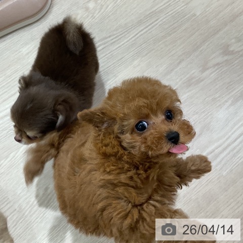 トイ・プードルの写真