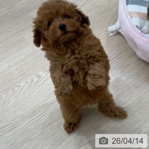 トイ・プードルの写真