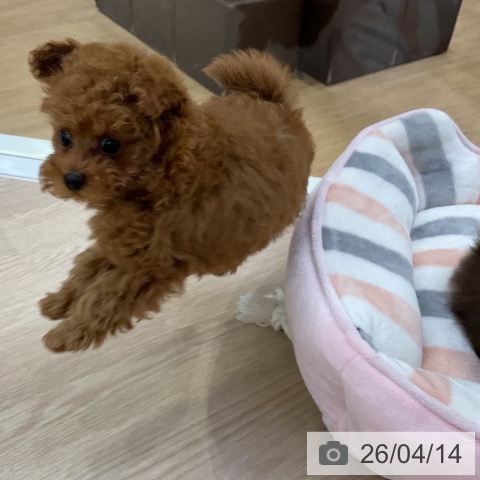 トイ・プードルの写真