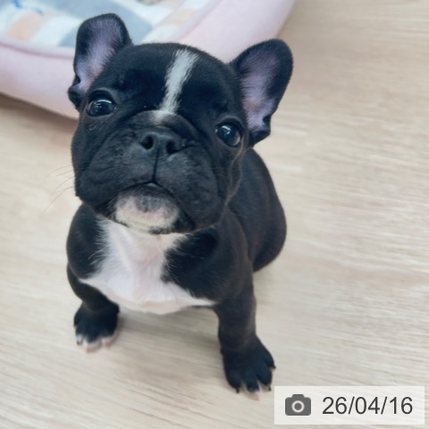 京都府のフレンチブルドッグ (ペットプラス 京都桂川店/2026年2月11日生まれ/女の子/ブリンドルホワイト)の子犬の3枚目の画像