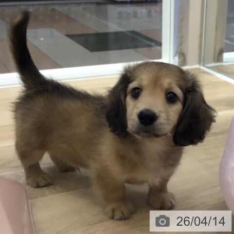 ミニチュア・ダックスフンドの写真