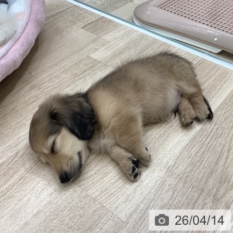 ミニチュア・ダックスフンドの写真