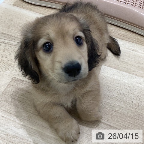 岐阜県のミニチュアダックスフンド(ロング) (ペットプラス 各務原店/2026年2月12日生まれ/男の子/シェーデットイエロー)の子犬の4枚目の画像