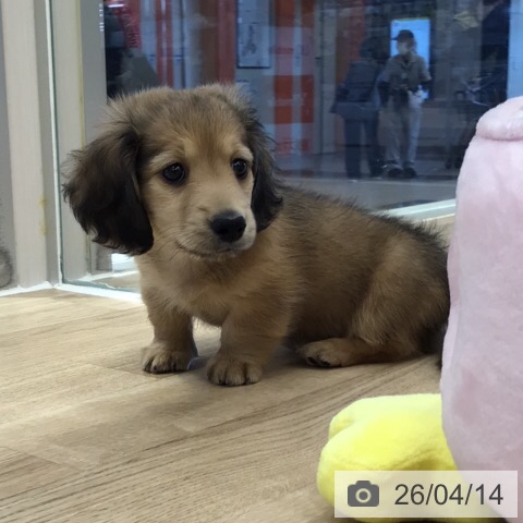 ミニチュア・ダックスフンドの写真