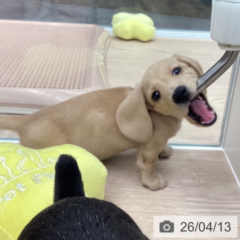 ミニチュア・ダックスフンドの写真