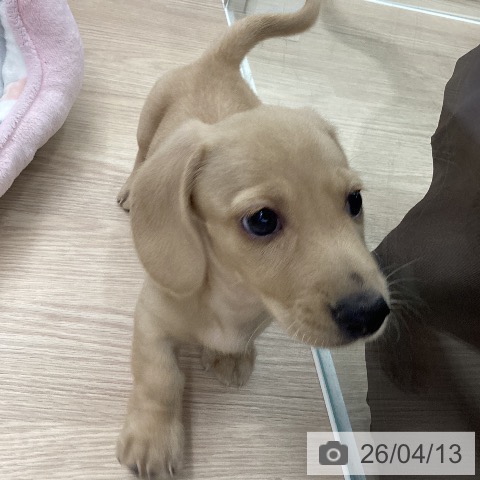 ミニチュア・ダックスフンドの写真