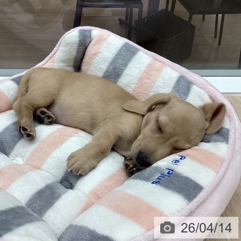 ミニチュア・ダックスフンドの写真