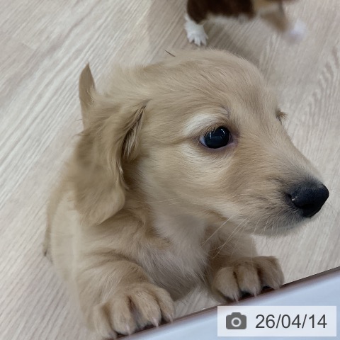 ミニチュア・ダックスフンドの写真