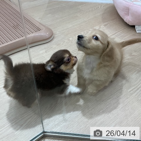 ミニチュア・ダックスフンドの写真