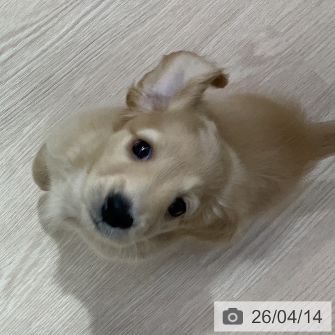 ミニチュア・ダックスフンドの写真