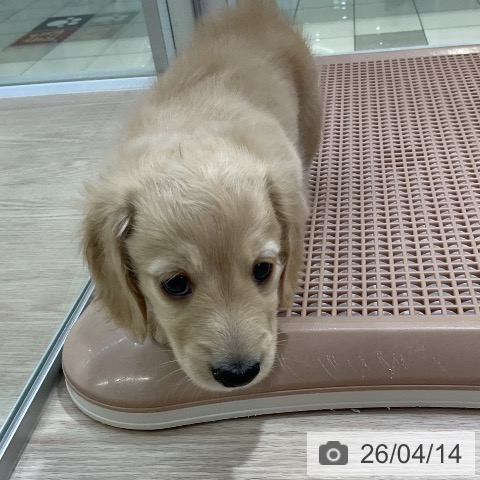 ミニチュア・ダックスフンドの写真