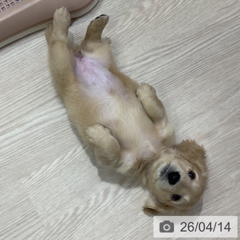 ミニチュア・ダックスフンドの写真