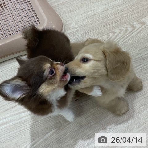 ミニチュア・ダックスフンドの写真