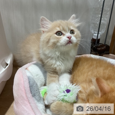 福岡県のブリティッシュロングヘアー (ペットプラス 八幡東店/2026年2月9日生まれ/男の子/クリームタビーホワイト)の子猫の4枚目の画像