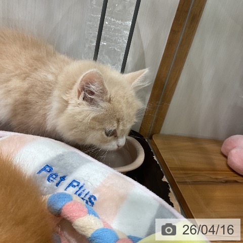 福岡県のブリティッシュロングヘアー (ペットプラス 八幡東店/2026年2月9日生まれ/男の子/クリームタビーホワイト)の子猫の3枚目の画像